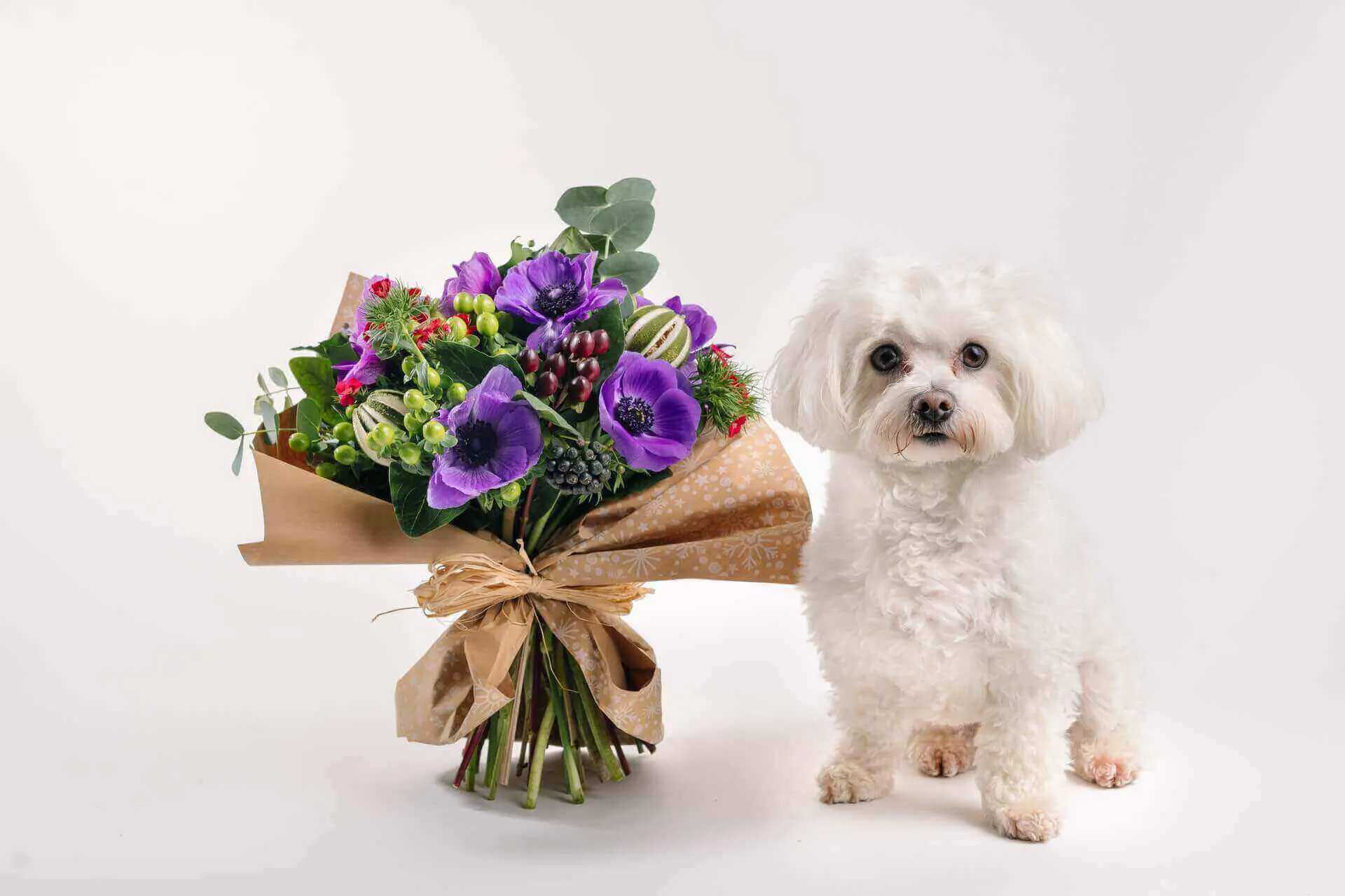 7 Cool Dog Dating Apps for Furry Friends dog dating apps