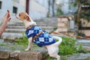 winter coat for chihuahua
