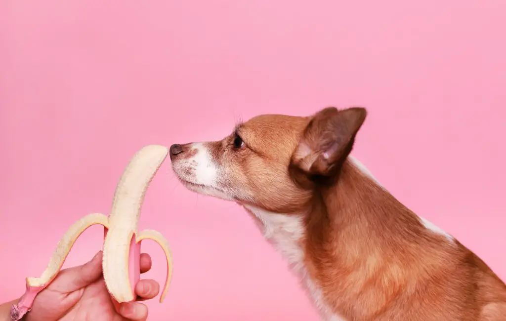 What dog food ingredients should i avoid 8 disastrous ingredients