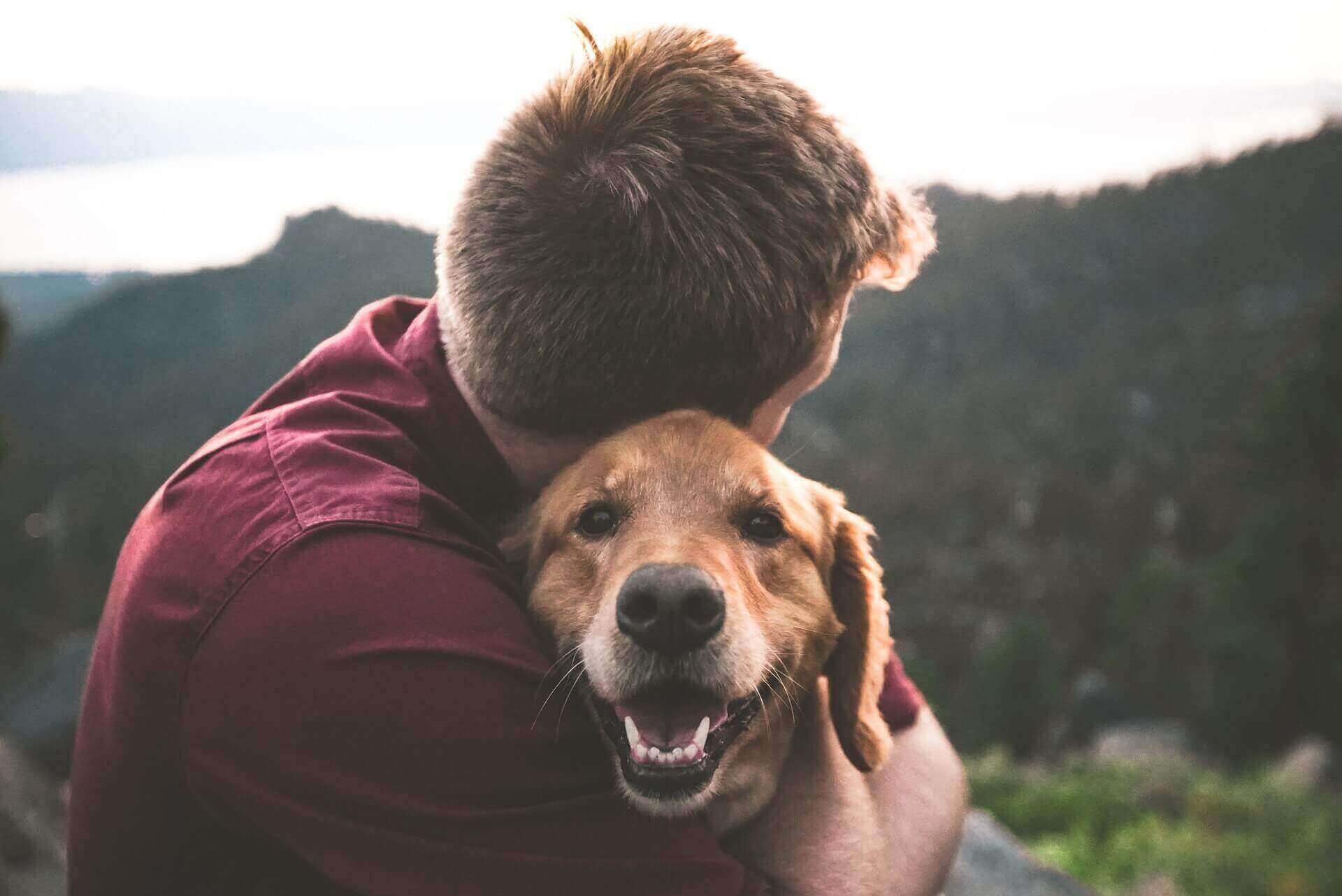 why do dogs like to be pet