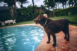How to calm an aggressive dog