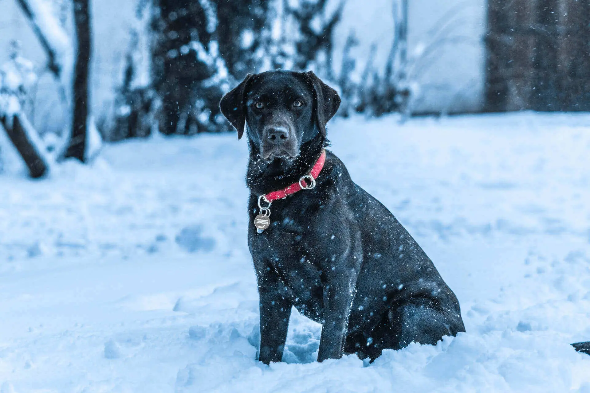 dog leash light for night walking