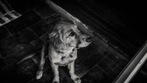 flashlight for dog walking