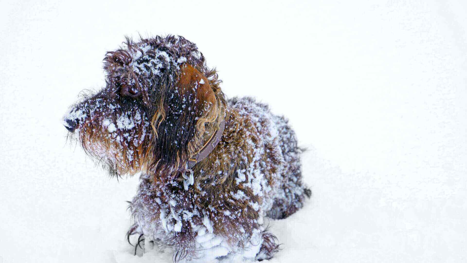 How to get ice balls off dogs paws