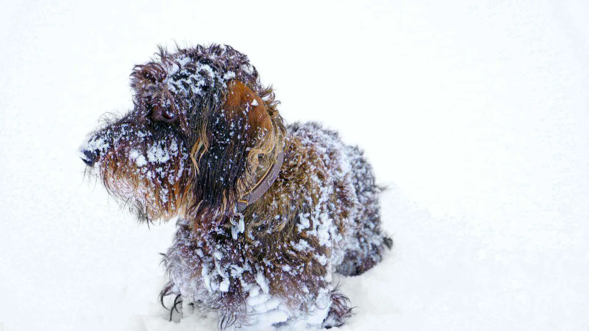 How to get ice balls off dogs paws