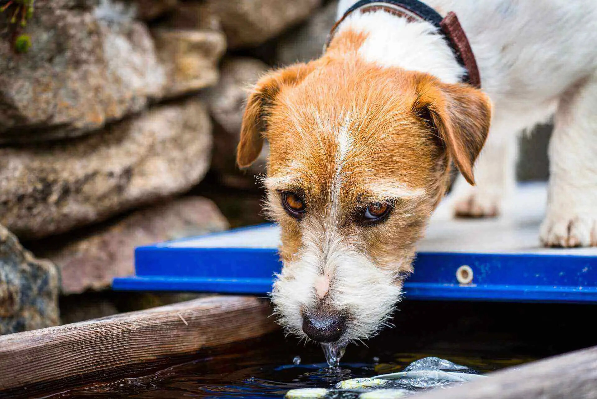 How to trick your dog into drinking water