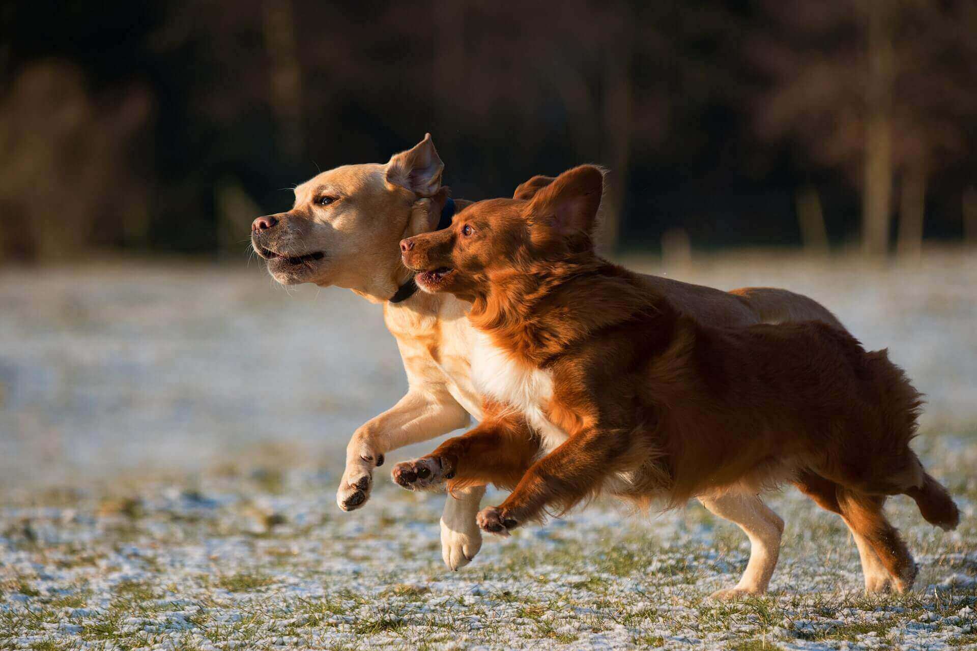 Socialize your puppy