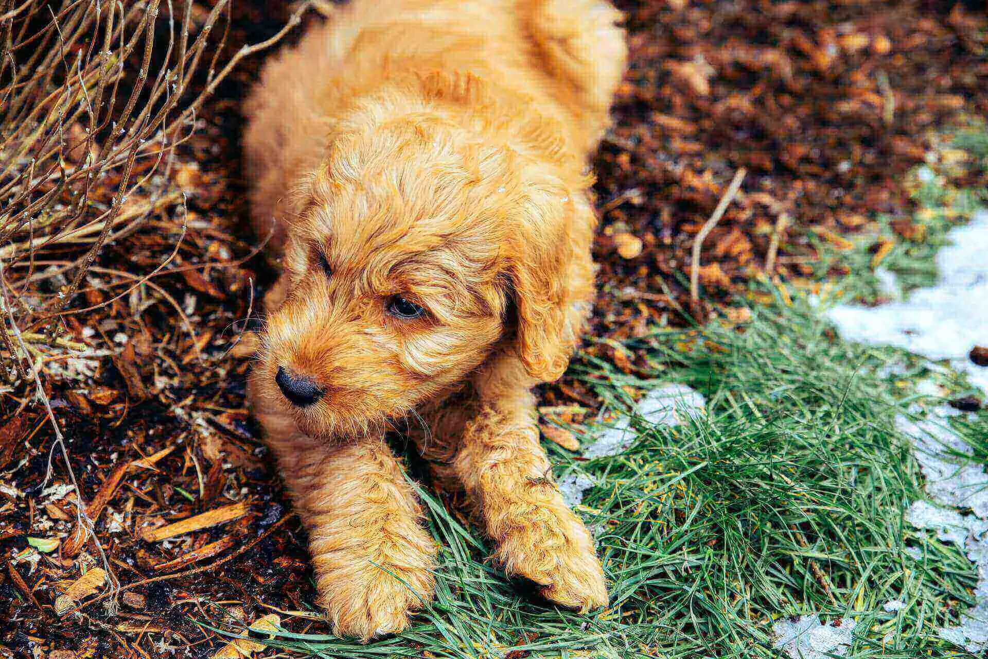 what is a goldendoodle