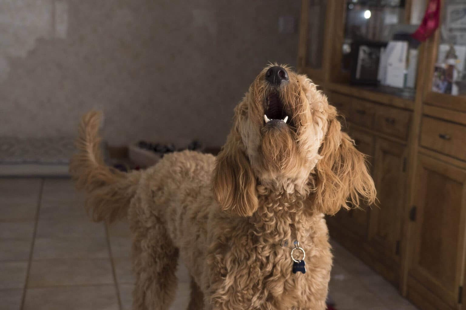 Why Do Dogs Bark At Night? 10 Interesting Dog Barking Reasons