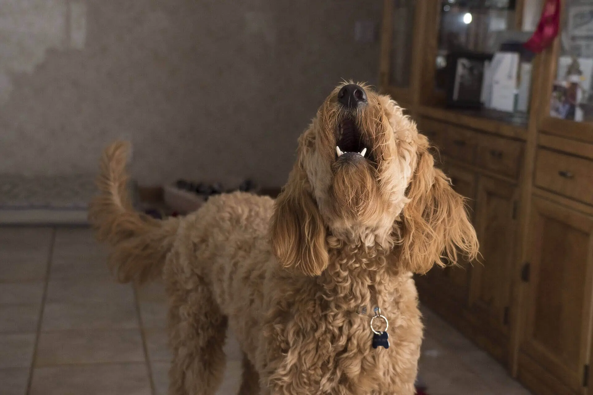 why do dogs bark at night