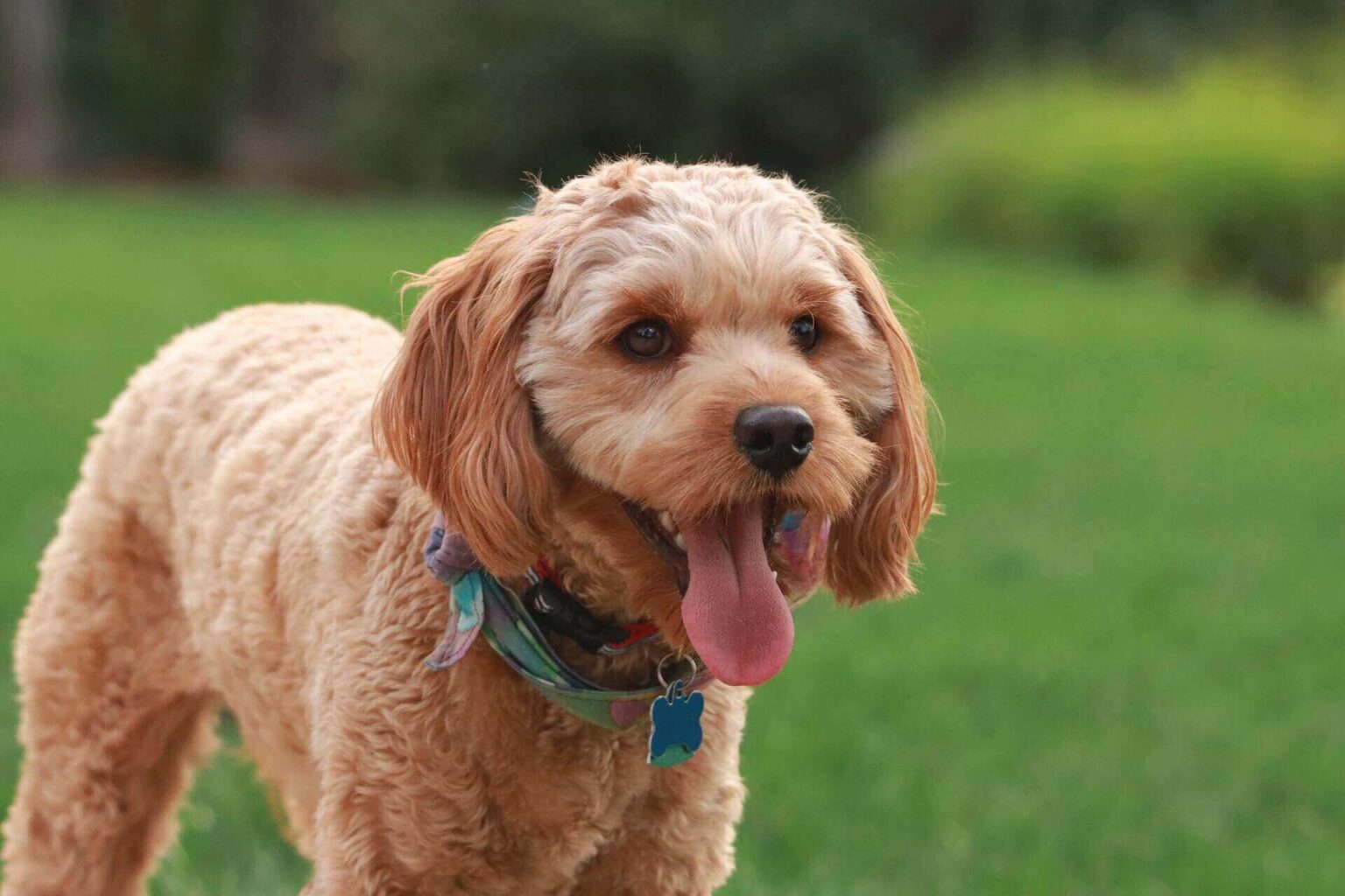 cavapoo-dog-breed-review-top-5-best-qualities-in-cavapoo-learn