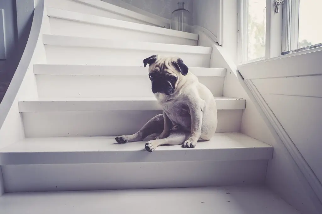 Are Stairs Bad For Dogs? 9 Menacing Truths Learn About Pet