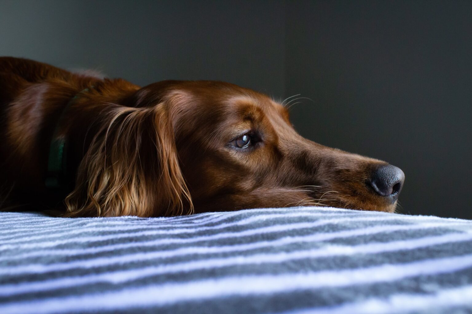 Can Dogs Sense Sadness? 4 Best Signs Dogs Smell Depression