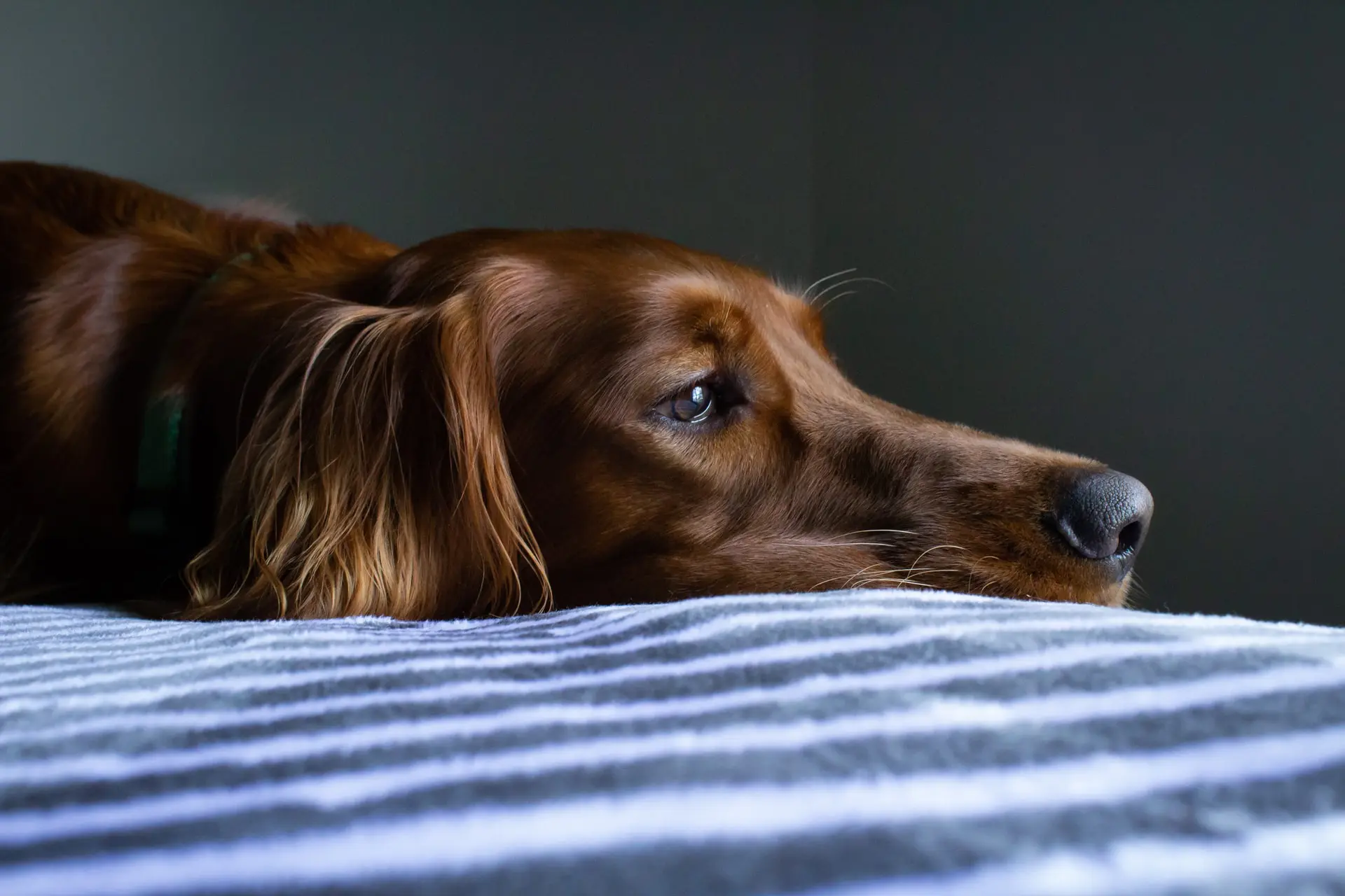 Can dogs sense sadness