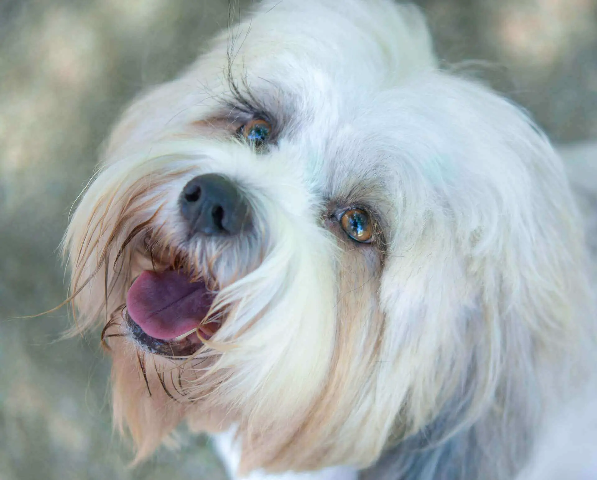 Do Dogs have Eyelashes? 7 Cool Dog Eyelashes Facts