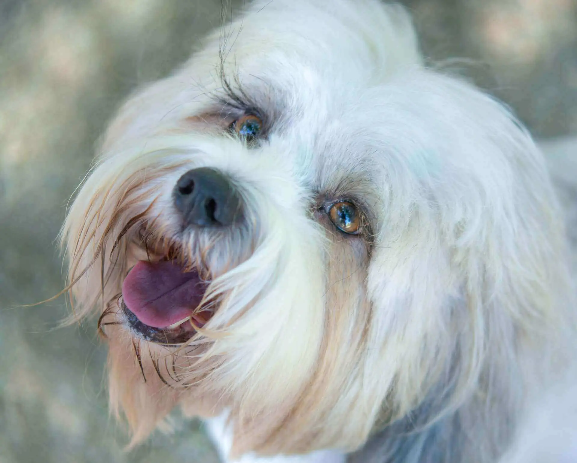 Do dogs have eyelashes