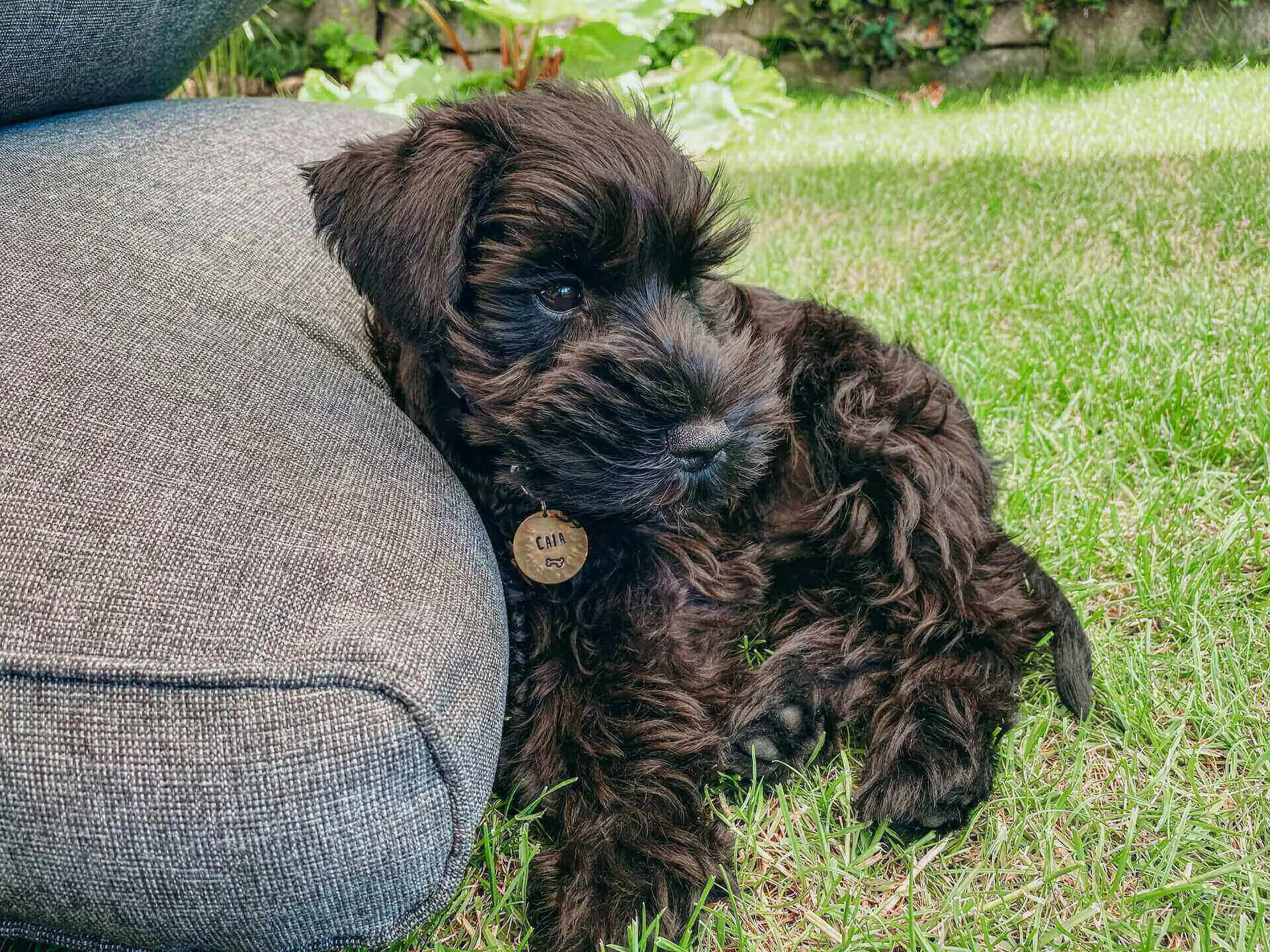Do dogs know their names
