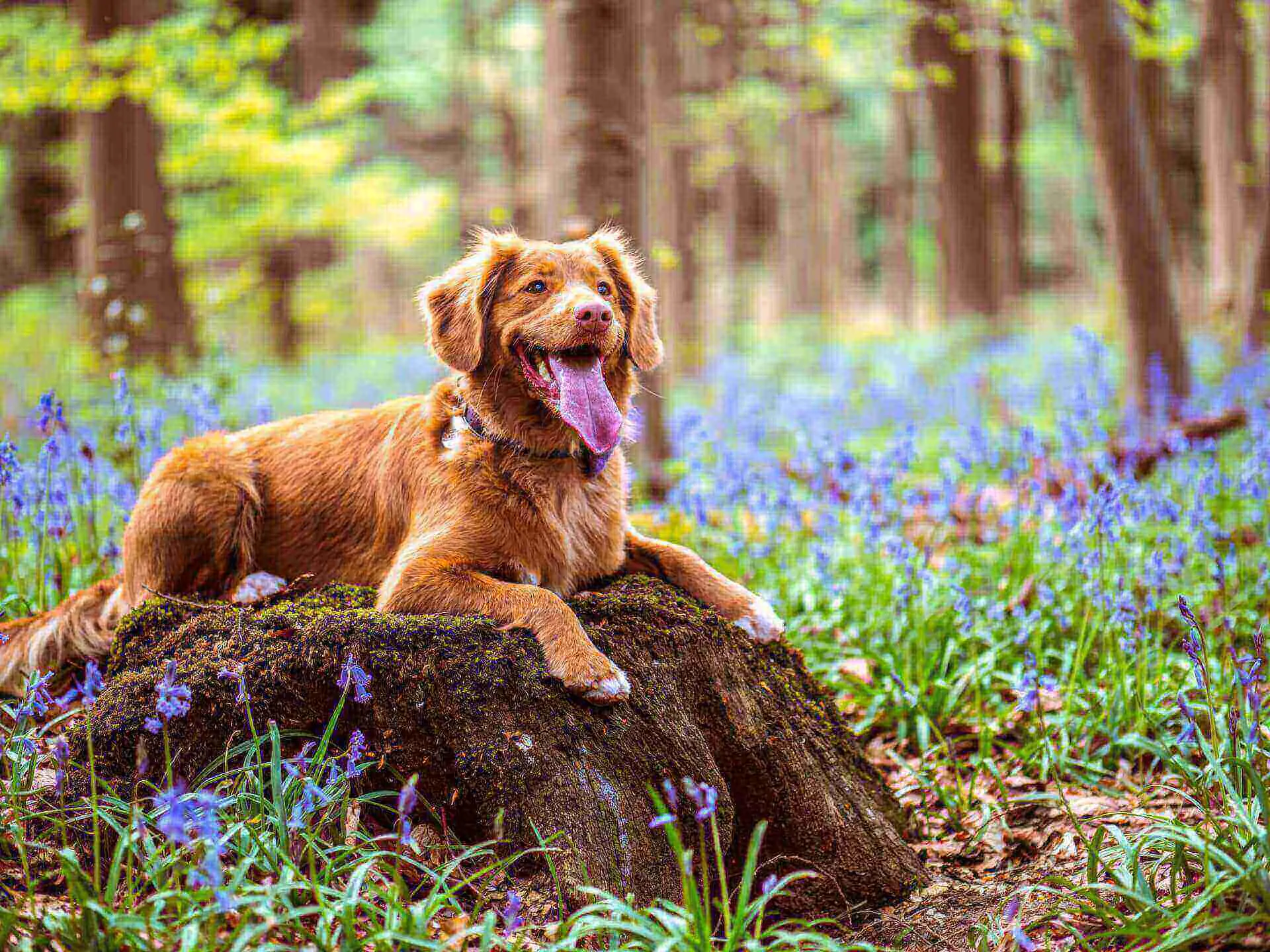 Dog breathing heavy