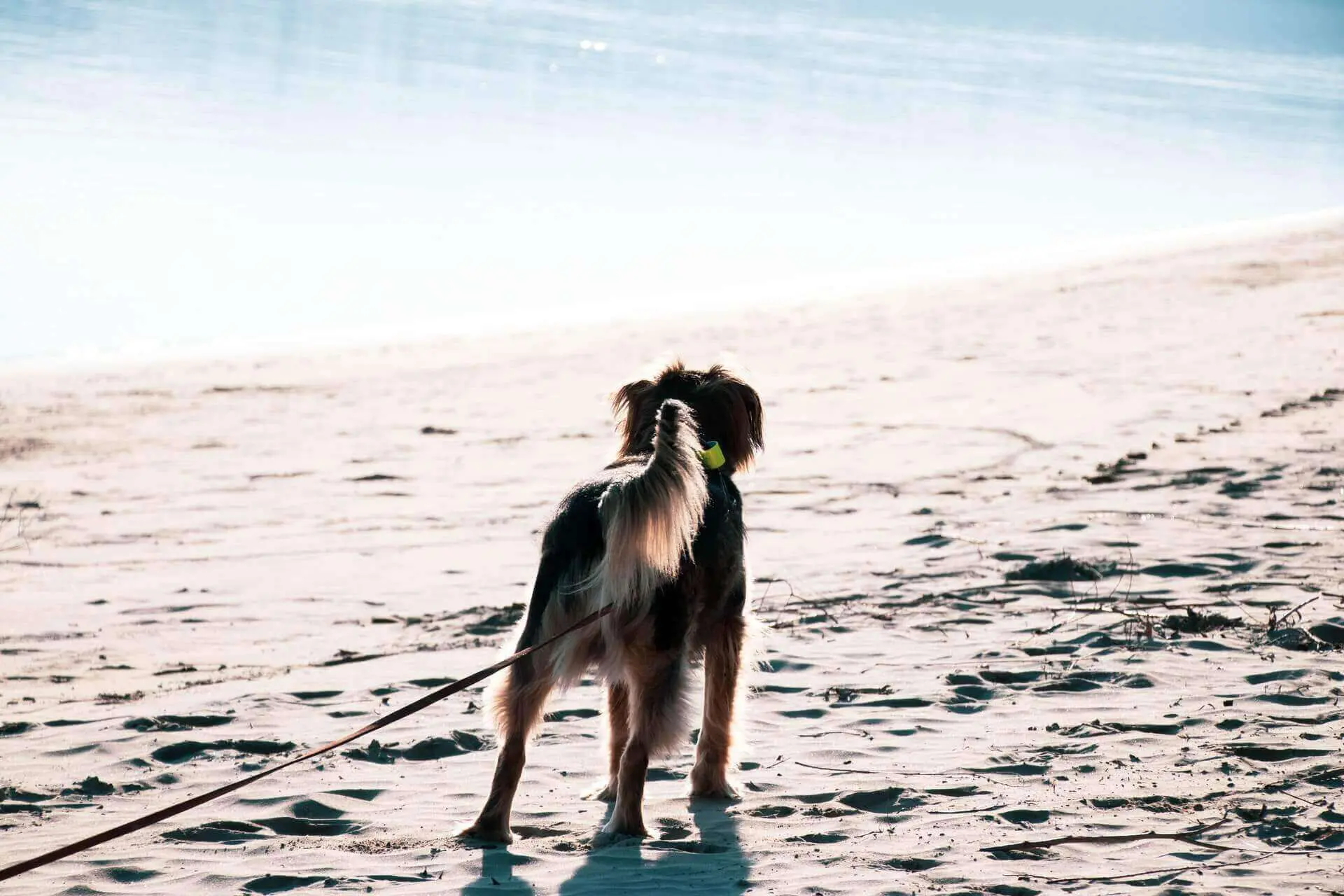 Dog tail up