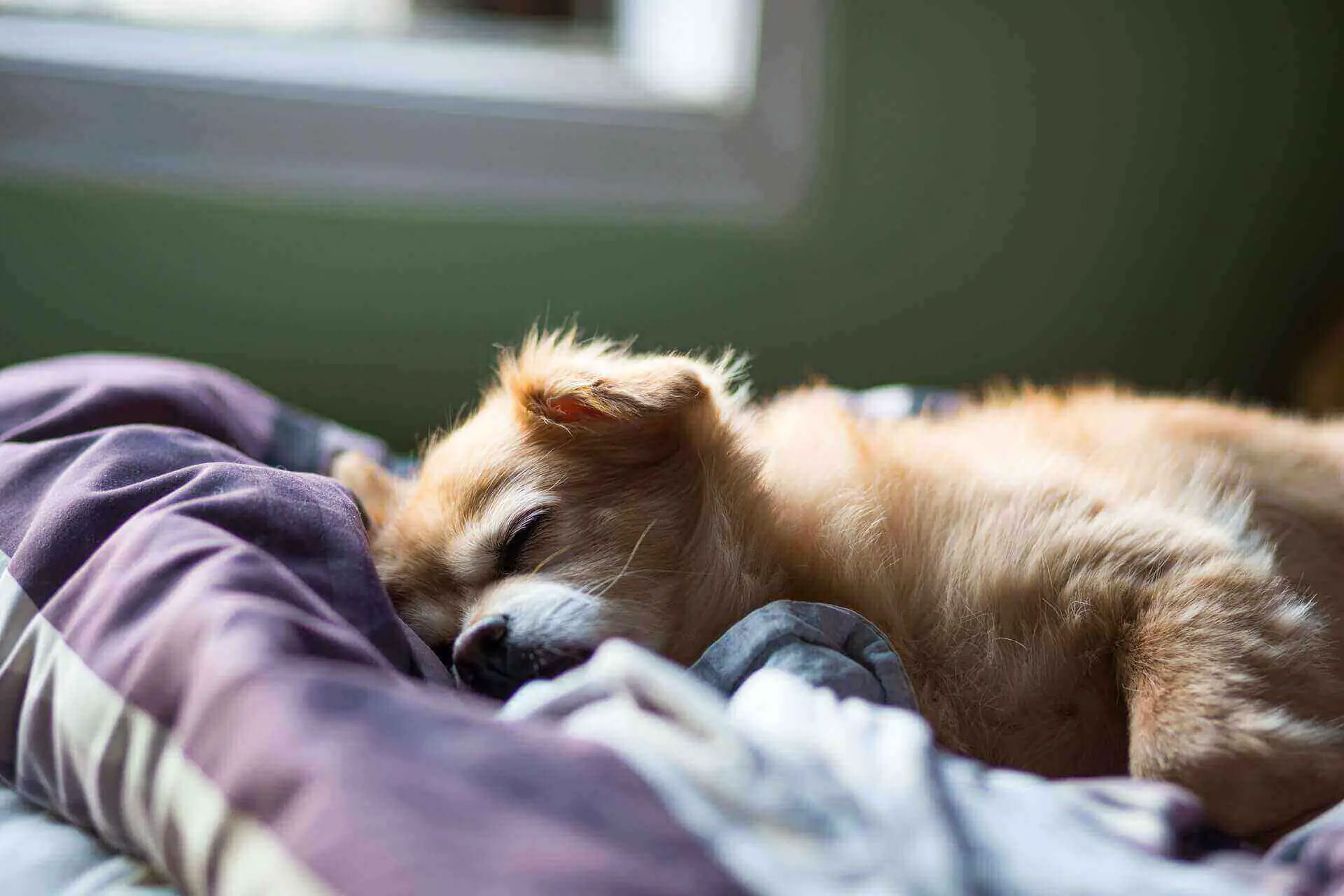 Dog Twitching In Sleep Top 5 Reasons For Dog Twitch Learn About Pet