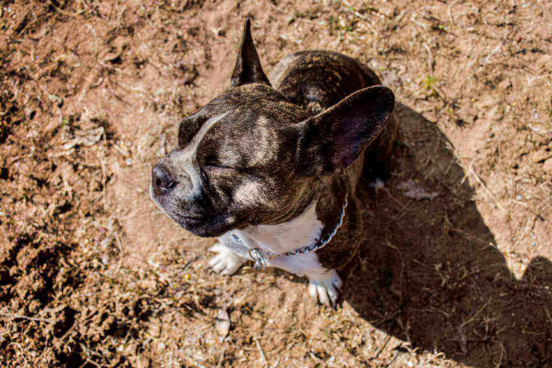 how long can a dog go without pooping