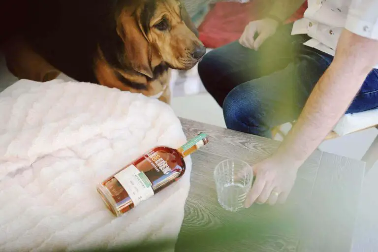 What Can Dogs Drink? 23 Cool Drinks For Dogs