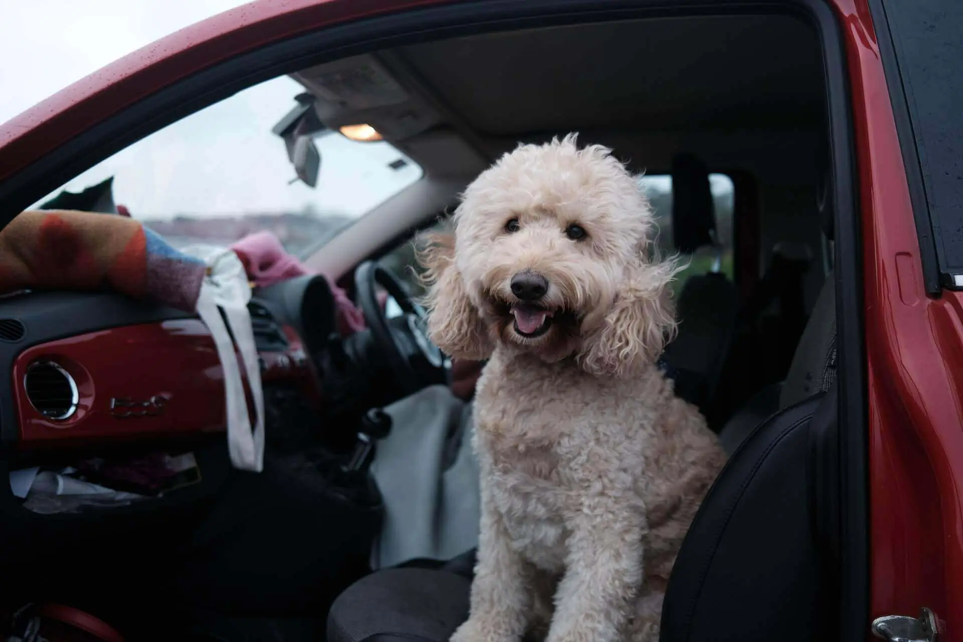Why do dogs pant in the car