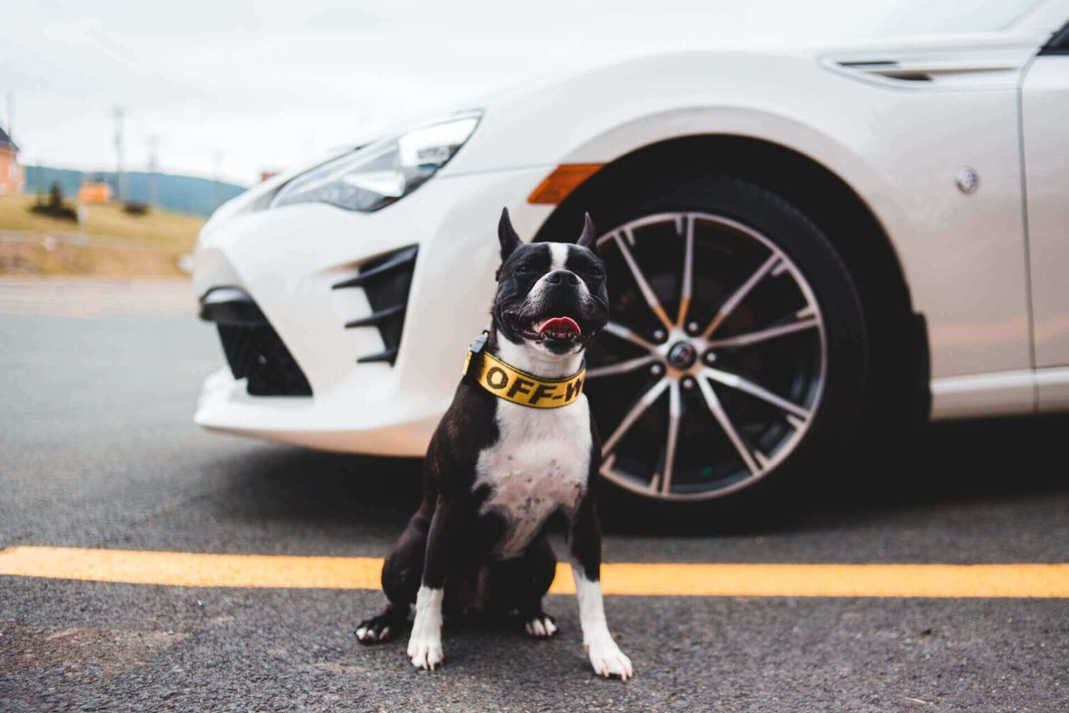 How To Secure Dog In Car With A Leash? 3 Actionable Tips