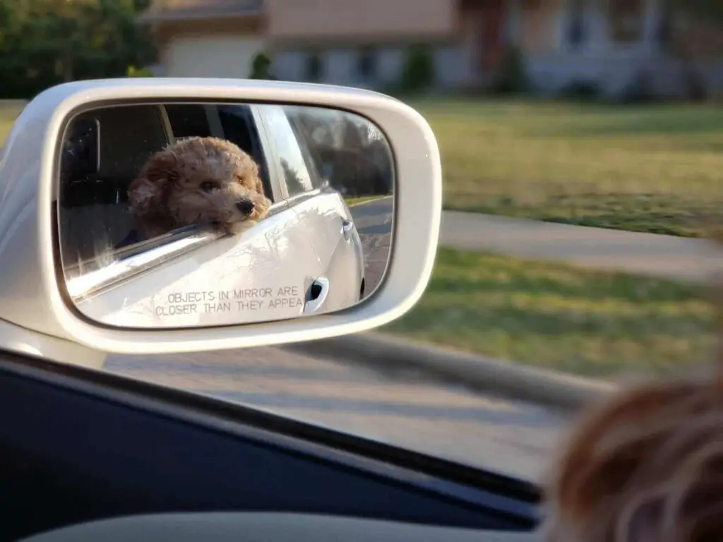 How to use seat belt for dog in car