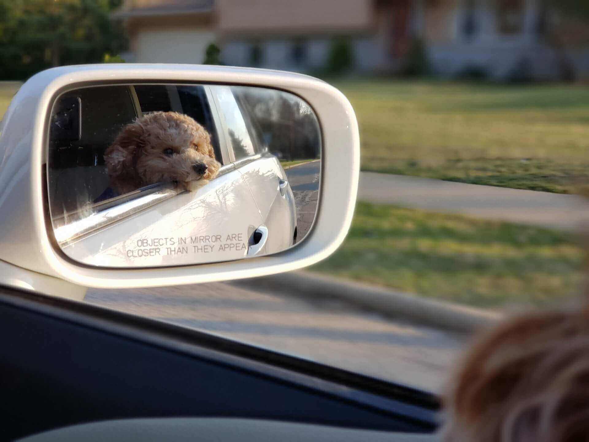 How to use seat belt for dog in car