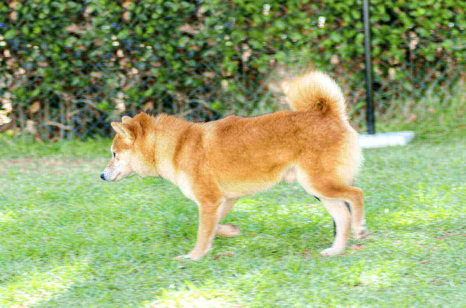 Shiba inu