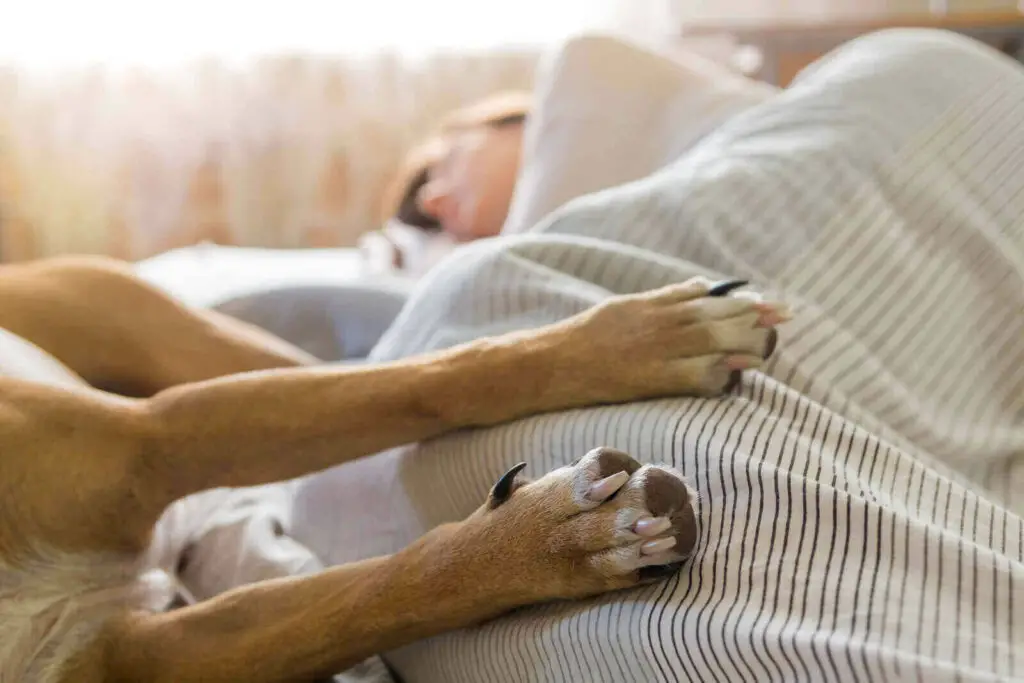Why Does My Dog Sleep Between My Legs? 9 Strong Reasons