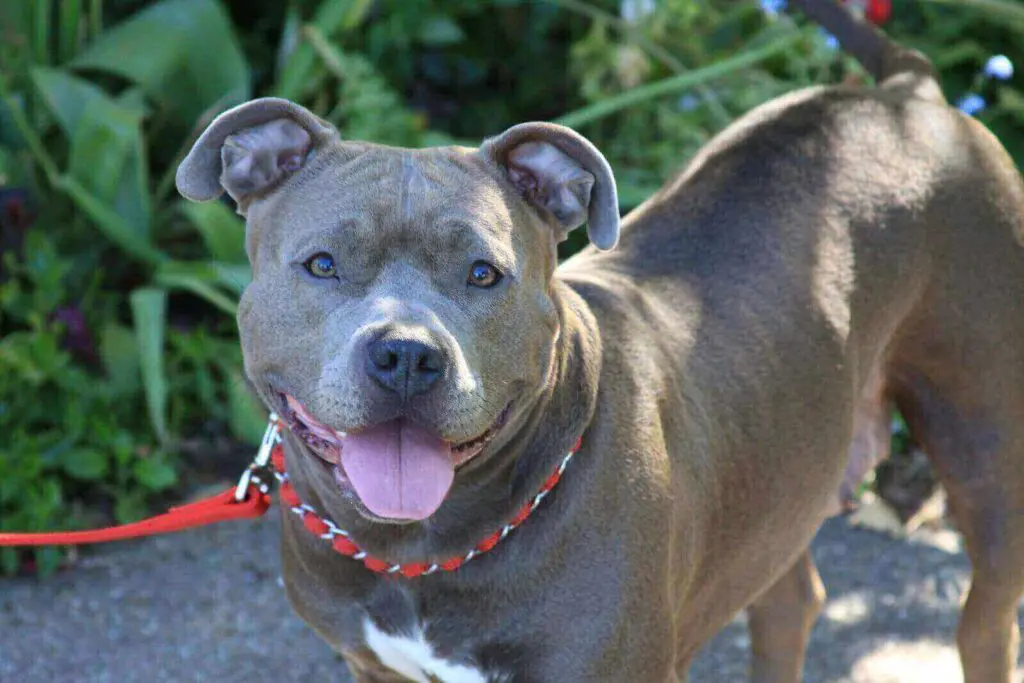 Blue eyed pitbull