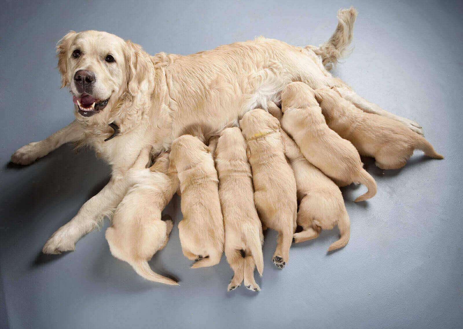Can golden retriever eat chicken