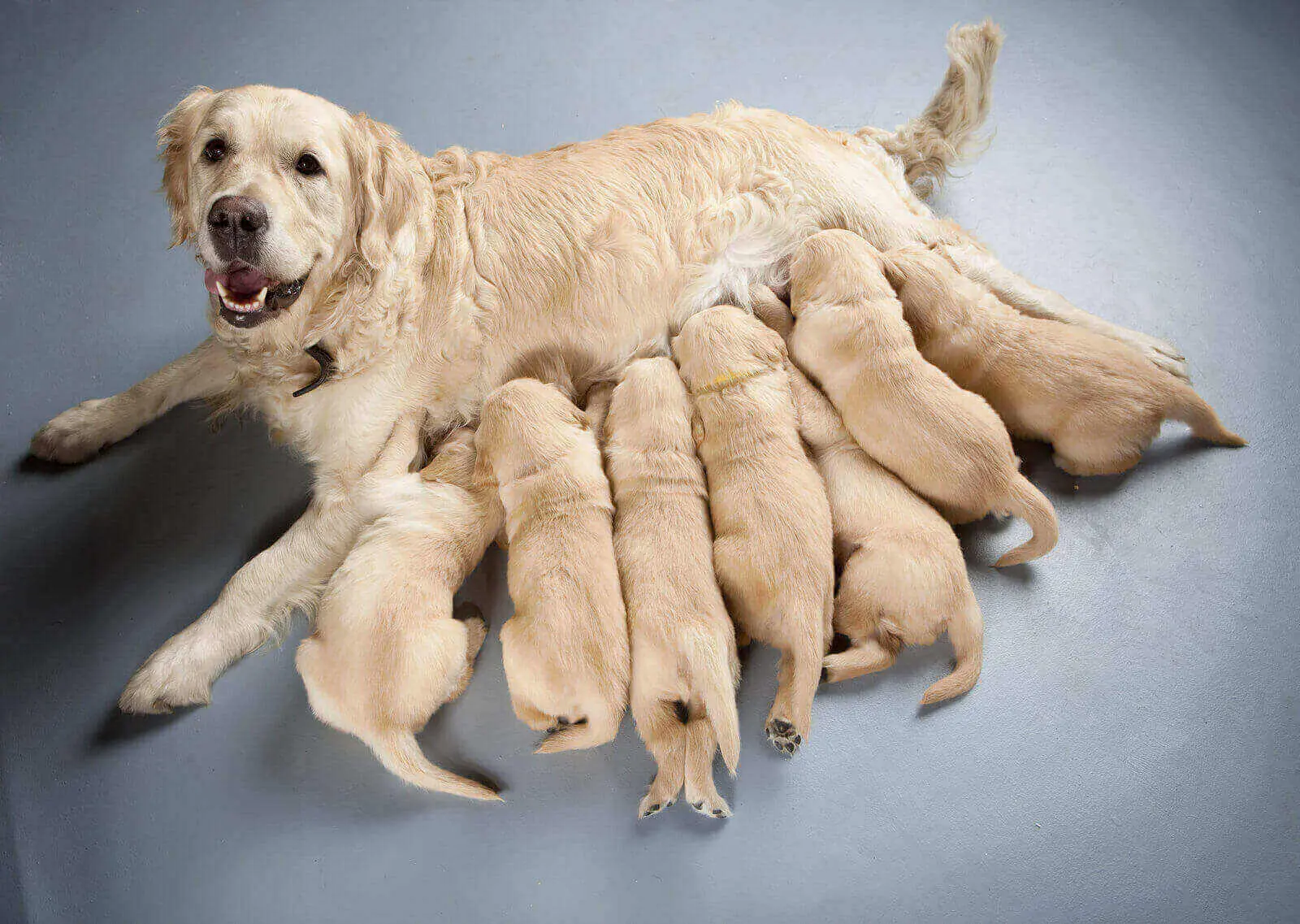 can golden retriever eat chicken