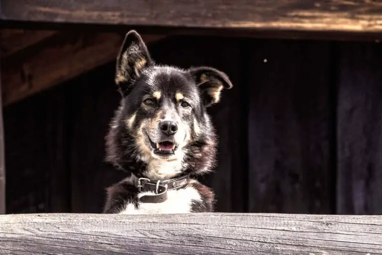 Do Dogs Have Lips? 9 Awesome Dog Breeds With Big Flews