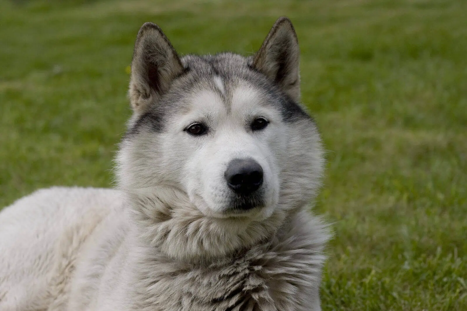 do huskies shed