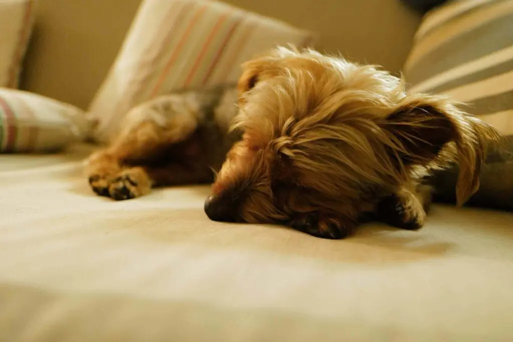 Dog peeing in sleep