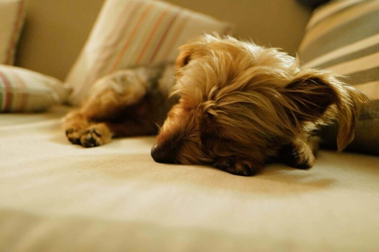 dog-peeing-in-sleep-5-causes-and-best-cures