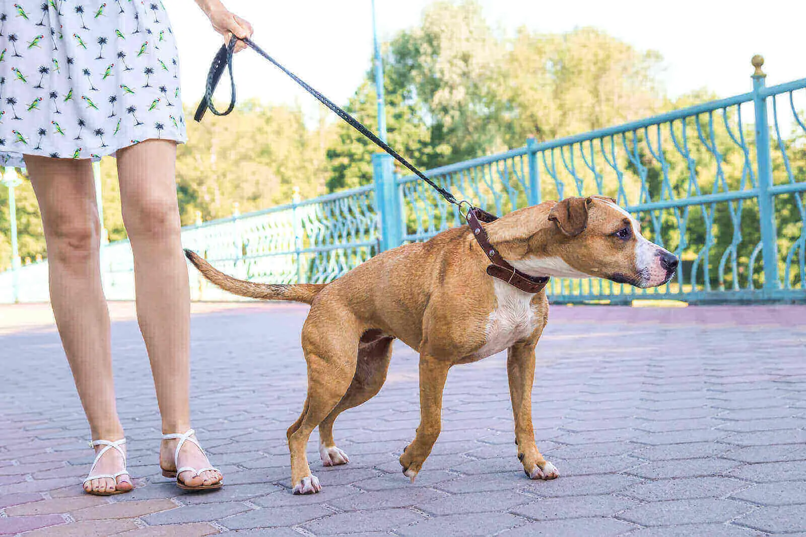 dog refuses to walk