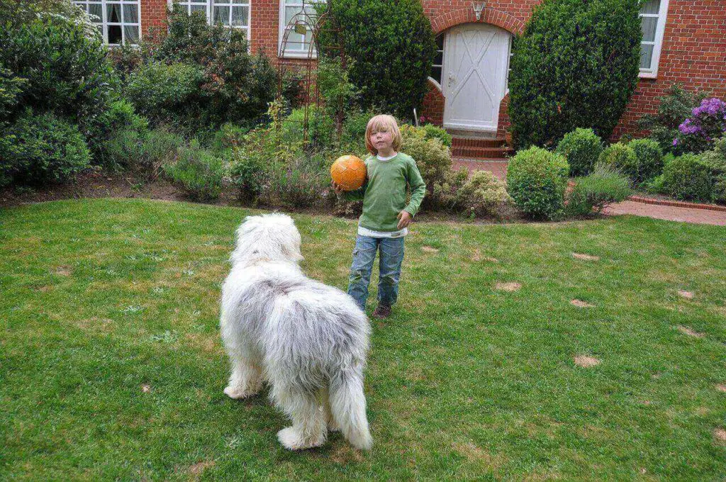 Dogs born without tails