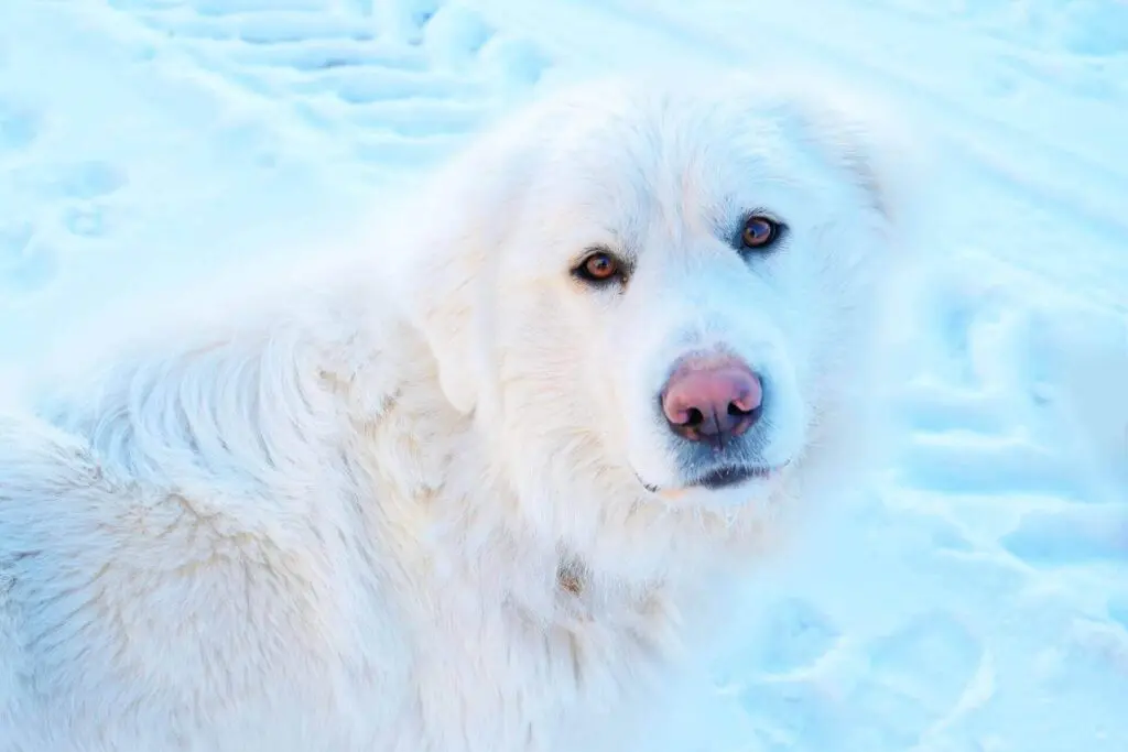 Dogs with pink noses