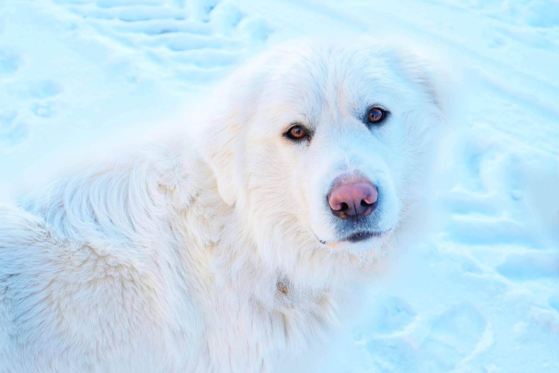 dogs with pink noses