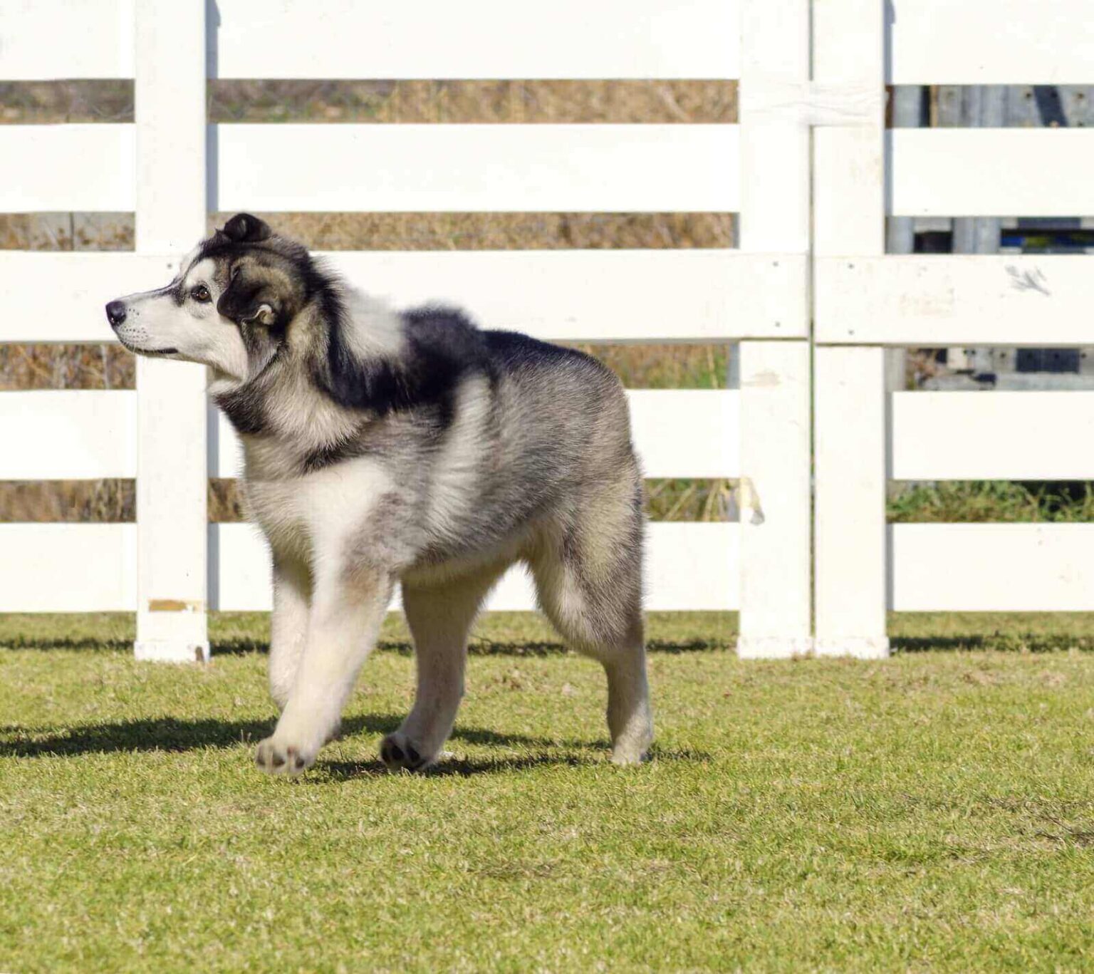 Fat Husky Dog Why Is My Husky So Fat? 5 Strong Reasons