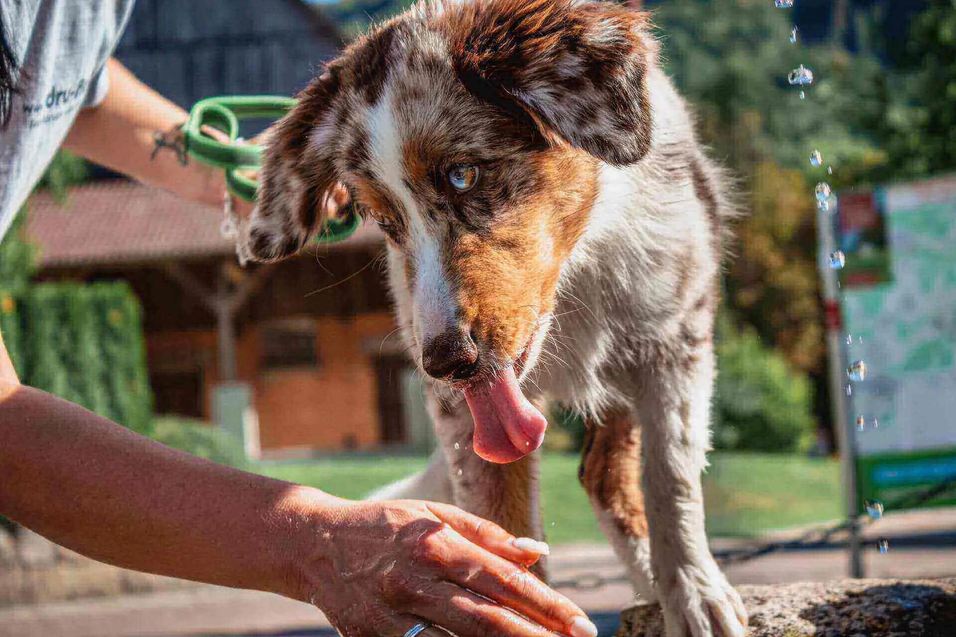 How to fatten up a malnourished dog