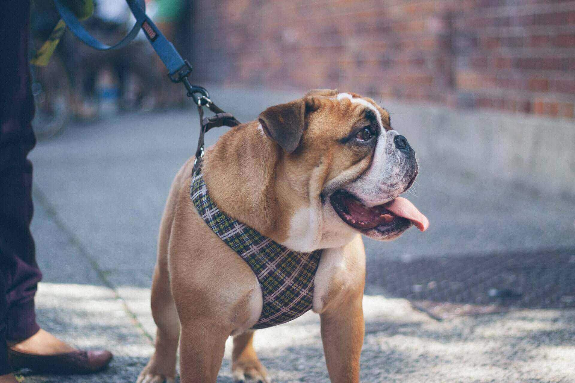 how to leash train a puppy