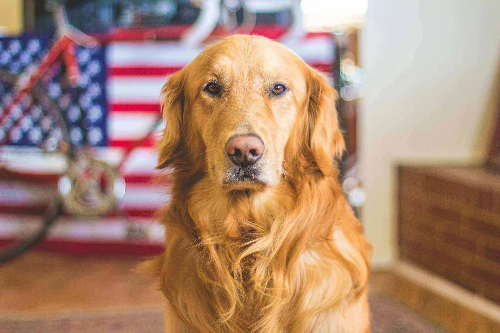 How to train a deaf dog