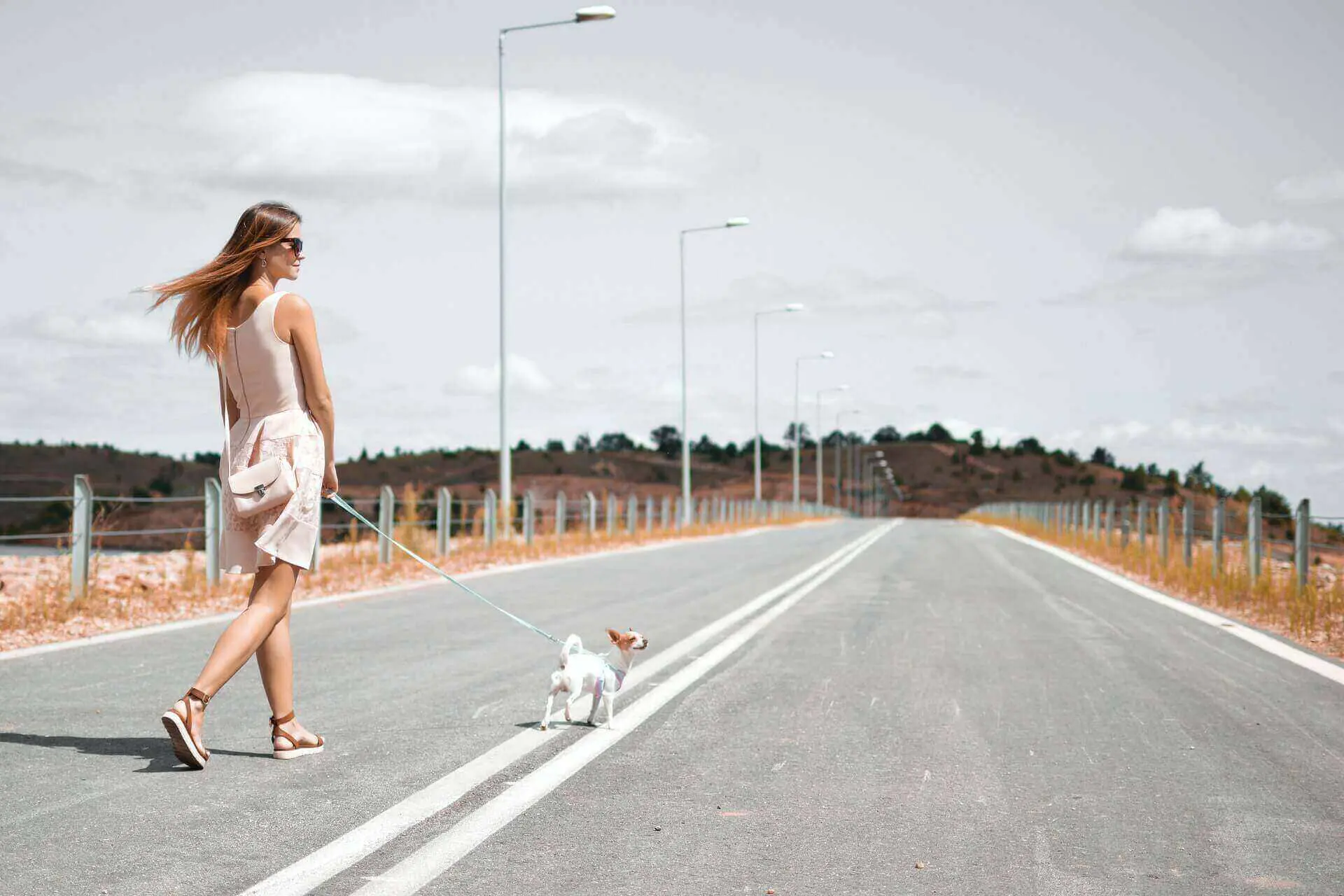How to walk dogs for money