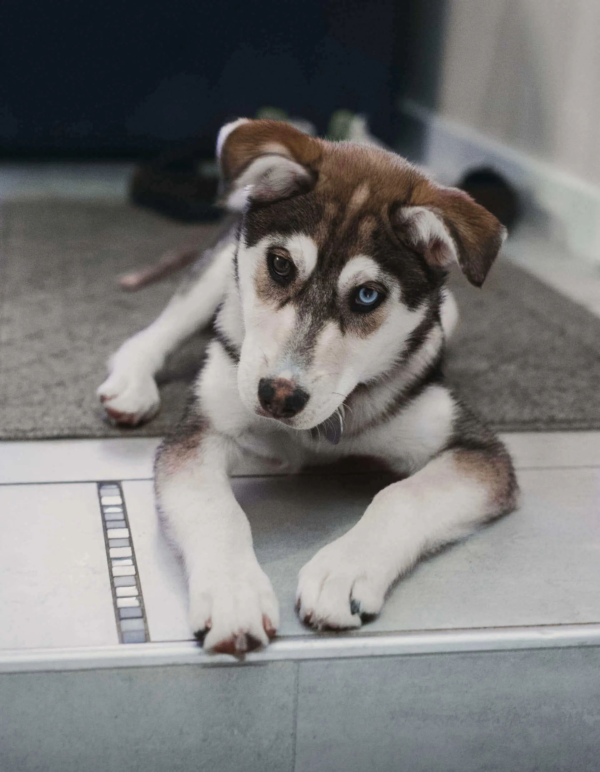 husky pug mix