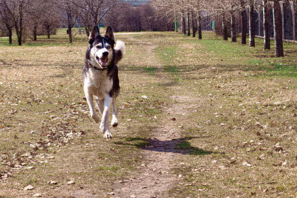 Husky running away